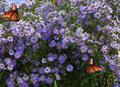 Symphyotrichum novae-angliae  ، Michaelmas daisy